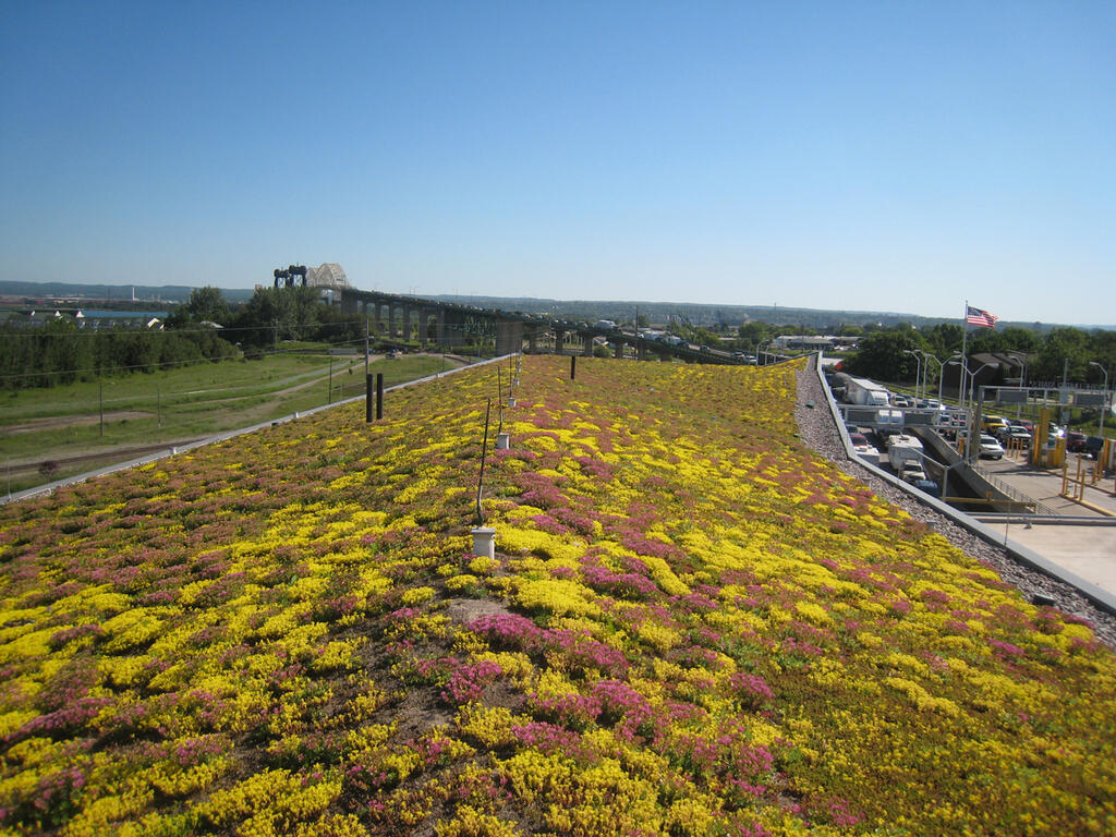 Sloped green and vegetated roof with sedum plants in Michigan