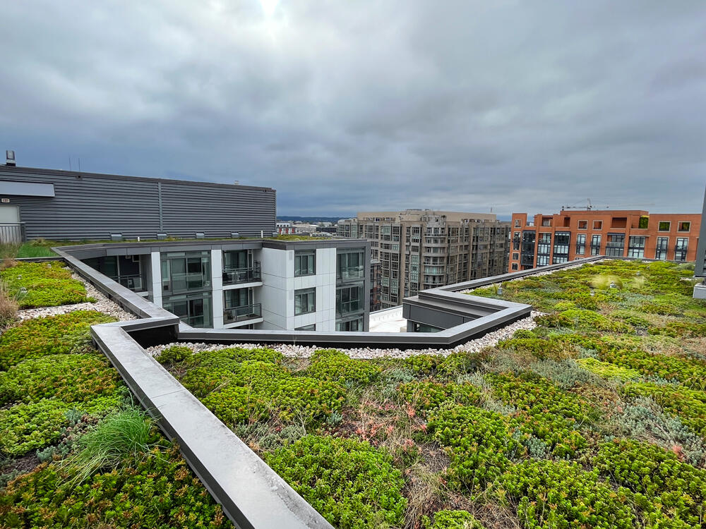 Lydian Apartments, pool deck amenity space and green roof