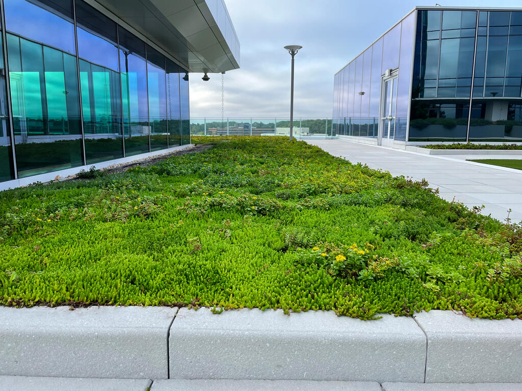 vegetated roof, green roof, amenity deck