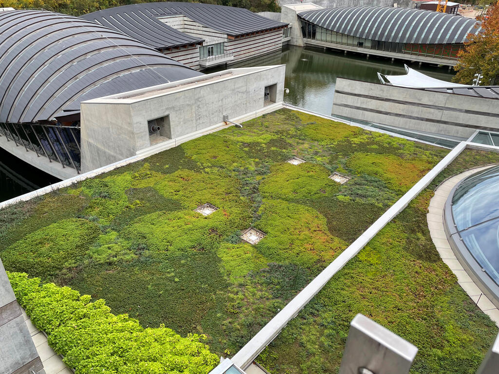 vegetated roof, green roof, amenity deck