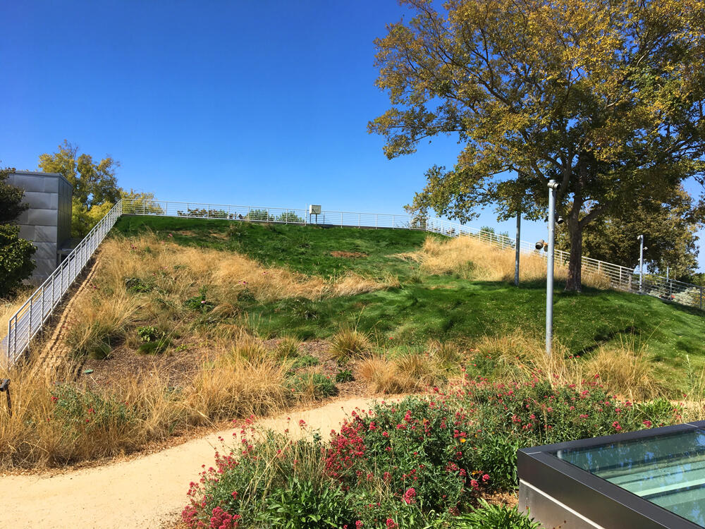 vegetated roof, green roof, amenity deck